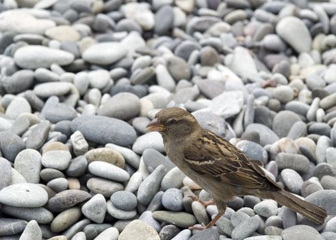 City sparrow on a sea pebble. (the Crimean peninsula)