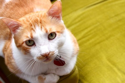 Tabby cat resting on a green sofa chair