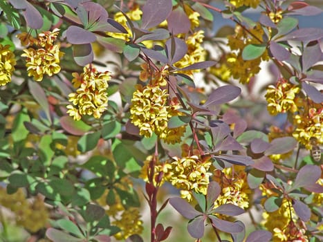 Close up of the branch of blooming shrub.