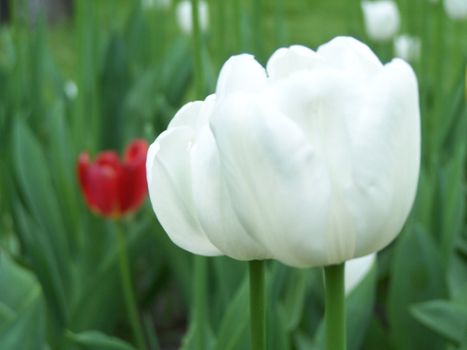 Close up of the white tulip. Spring.