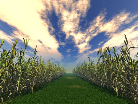 Footpath in a floor on a background of the specific sky. Dense vegetation on the parties of a track