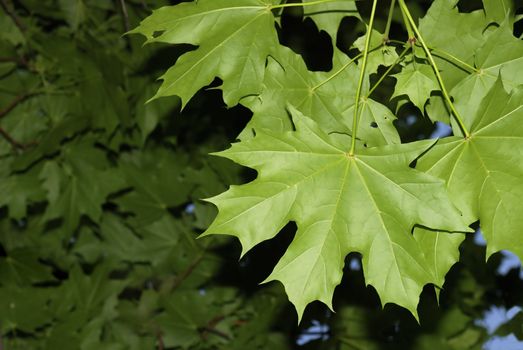 Branch of a maple with green leaves (the beginning of summer)