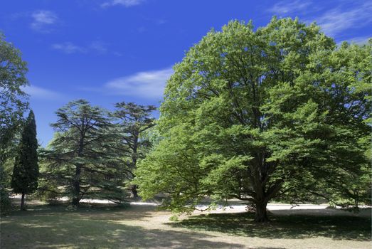 Green tree on a glade (park Vorontsovskogo of a palace - peninsula Crimea)