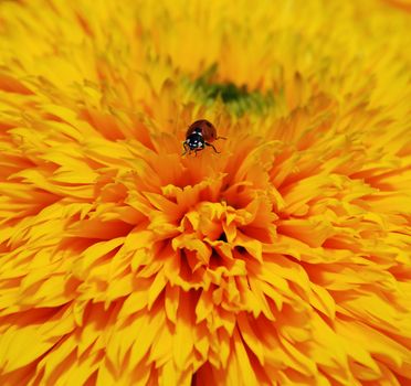 ladybug on a flower. Brightly yellow dense flower