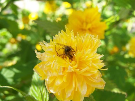 Close up of the spider's hunting on the flower.