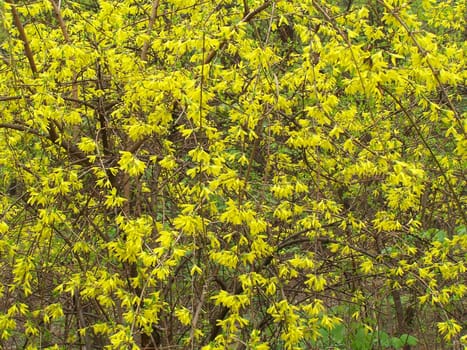 Macro of the branches of blooming forsythia.