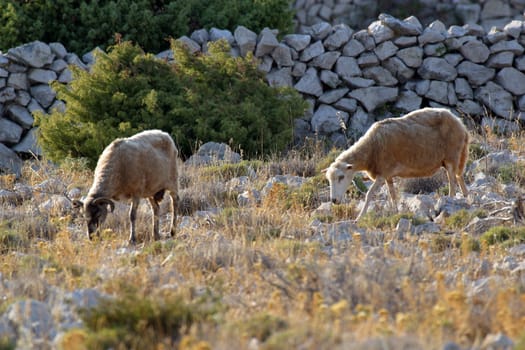 Sheep grazing in the meadow