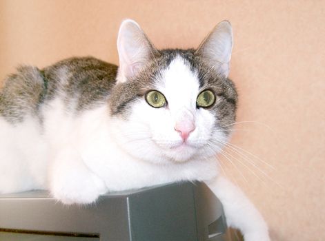 Green eyed cat close up