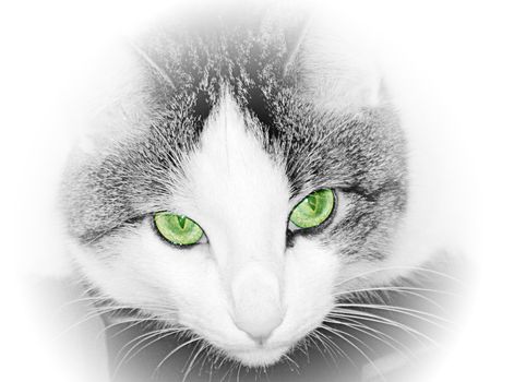 Green eyed cat close up