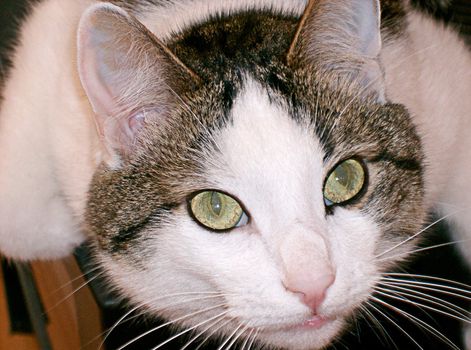 Green eyed cat close up