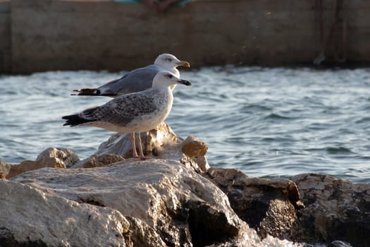 Seagulls