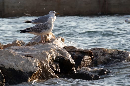 Seagulls