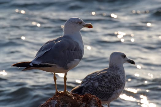 Seagulls
