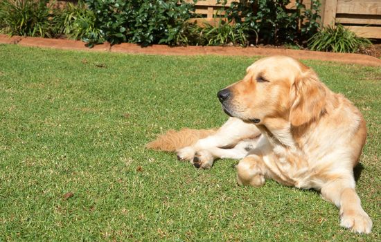 Golden retriever dog lying on the green grass in the garden