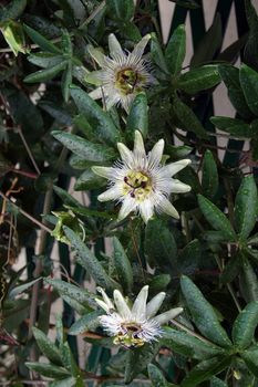 Passion Flower