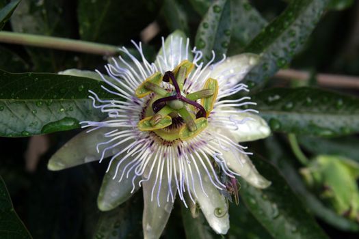 Passion Flower