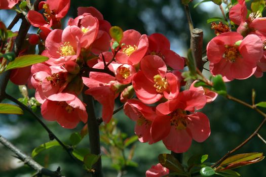 Close up of fruit flowers in the earliest springtime