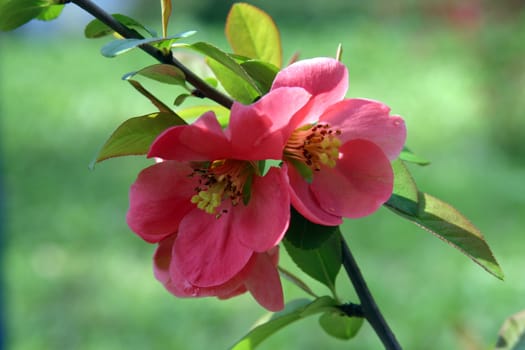 Close up of fruit flowers in the earliest springtime