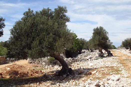 Olive grove