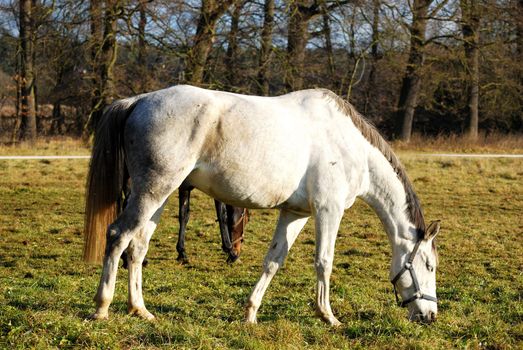 white horse in the paddock grazing on green grass