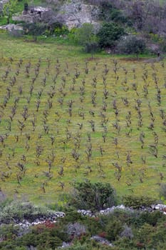 Traditional Mediterranean vineyards, Croatia