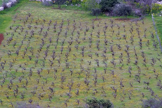 Traditional Mediterranean vineyards, Croatia