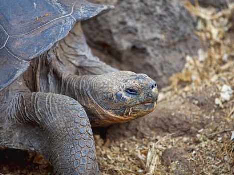 A Galapagos tortoise eating dry leaves, Santa Cruz, Galapagos