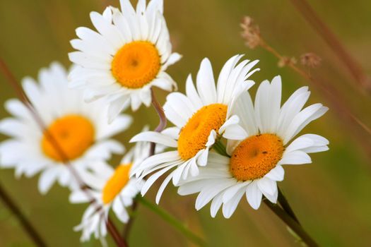 A bunch of chamomiles on a meadow