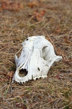 grunge dog cranium left in the field