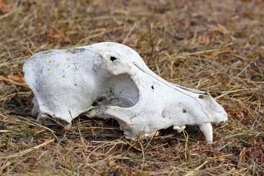 grunge dog skull left in the field - intact canine