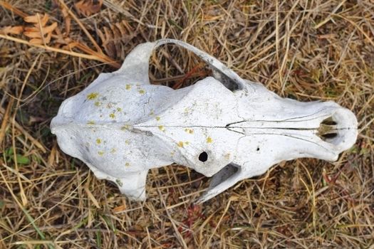 detail of dog skull viewed from above