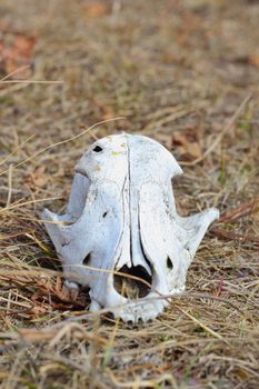 front view of dog cranium  in the faded grass