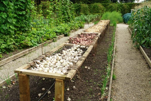 Ripe onions on a gardening table after the harvest                             