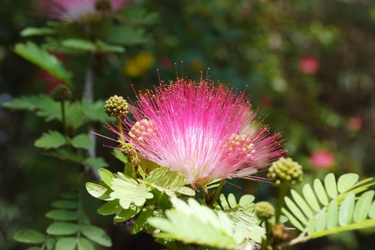 Pink crown of a blossoming acacia close up