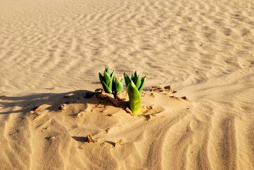 Green plant in the sandy desert. Taken in desert Negev, Israel.