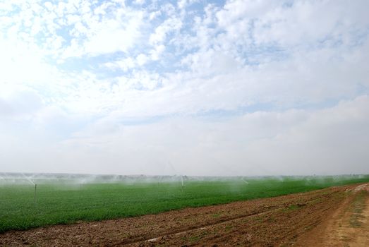 Green field being watered by automatic sprinkler system 
