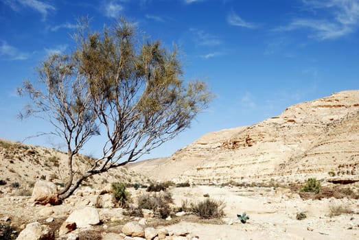 Lonely tree in dry desert under blue sky. Desert Negev, Israel.