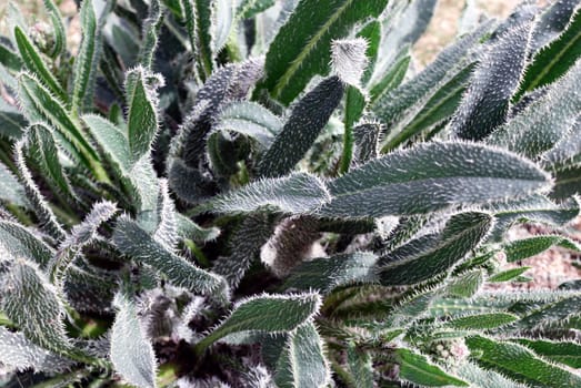 Prickly leaves - protective reaction of a plant in desert, can use for background.
