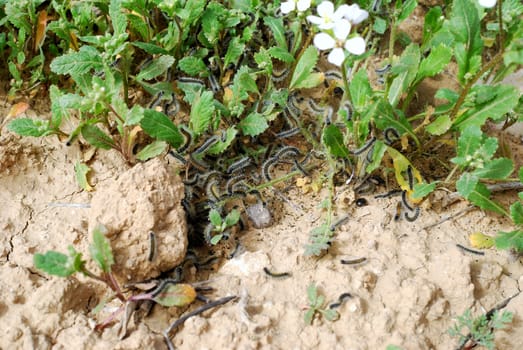 Lots of caterpillars eating leaves in the summer field