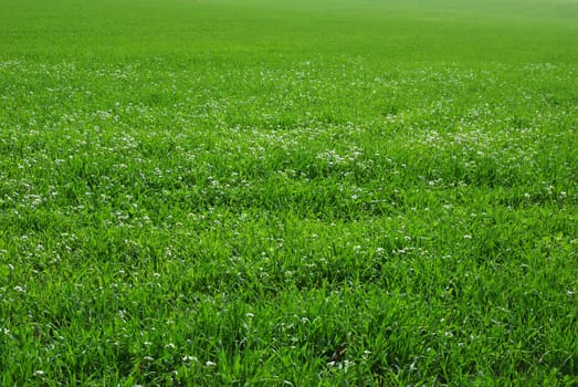 Beautiful field of grass with flowers for a soft green spring or summer background.
