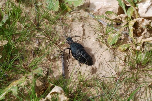 Big black bug in the field close up