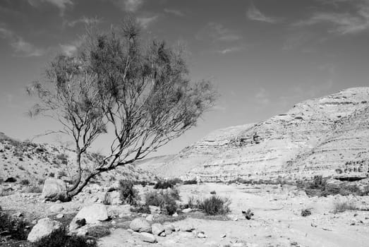 Lonely tree in desert Negev, Israel.
