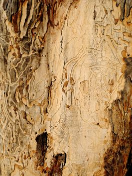 Natural texture of an old tree close-up