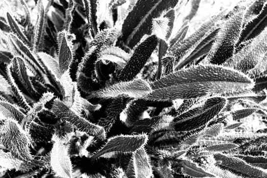 Prickly leaves - protective reaction of a plant in desert, can use for background.