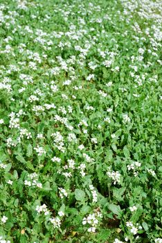 Beautiful field of grass with flowers for a soft green spring or summer background.
