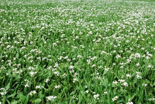 Beautiful field of grass with flowers for a soft green spring or summer background.

