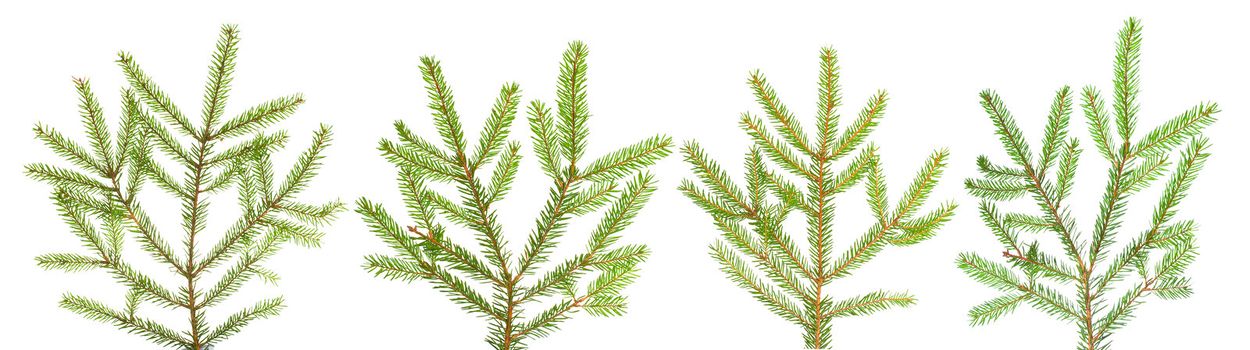 branches of fir-tree, isolated on white