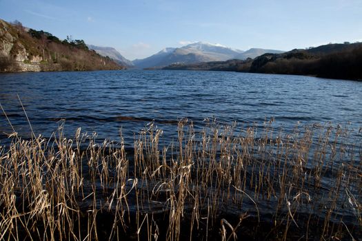 A view of lake Padarn, Snowdonia national park, Wales, UK, from grasses in water to Snowdon in the distance.