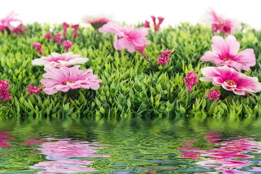 Beautiful flowers on grass