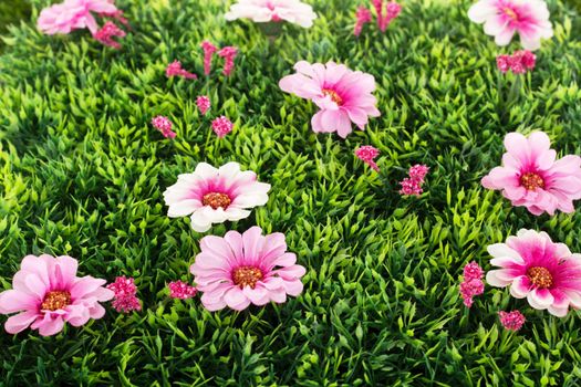 Beautiful flowers on grass